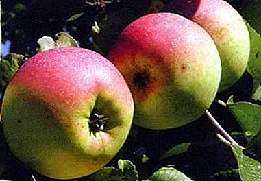 Zimní odrůda z kalendáře Apple - Rennet Chernenko