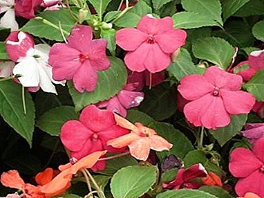Im Winter und im Sommer ist es mit Farbe bedeckt: Wie kann man die Blüte von heimischem Balsam das ganze Jahr über erreichen?