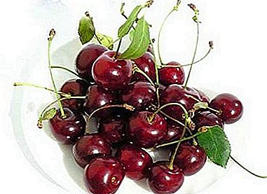 Winter-hardy variety for the Russian Chernozem region - cherry Morozovka