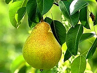 Winter-hardy pear variety “Vernaya” is a godsend for central Russia