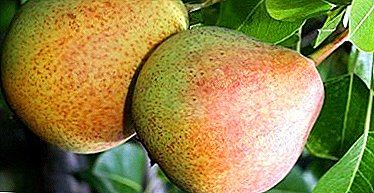 Winter-hardy variety with a long shelf life - pear “Decakrinka”