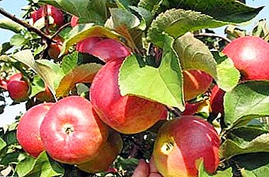Winter-hardy variety of apples with excellent taste - Friendship of Peoples