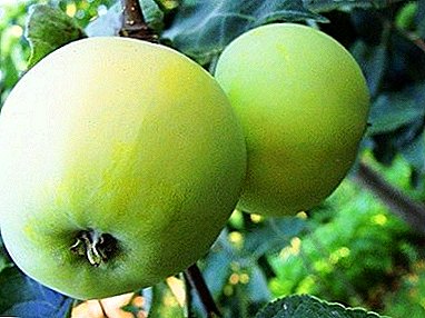 Variedad de manzana resistente al invierno con un tiempo de almacenamiento insuperable - Moscow Late