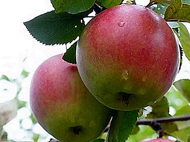 Зимно-издръжлив, продуктивен и устойчив на болести - сорт ябълка "Орловское полесие"