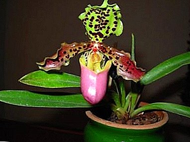 Familiarícese con la orquídea papiopedilum - características del cuidado del hogar y foto de la flor