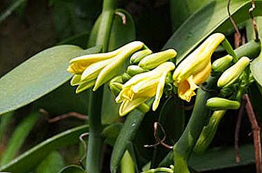 Vi bliver bekendt med en orkidé vanille. Blomsterpleje og foto retningslinjer