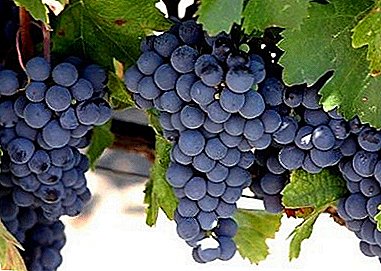 ¡Conoce al “malbec”! La variedad de uva es de Francia.
