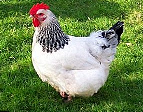 Известна порода пилета с екстравагантни гледки - Sussexes