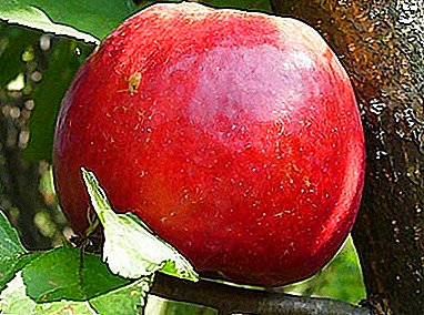 Gold Medalist among apples - Zhiguli variety